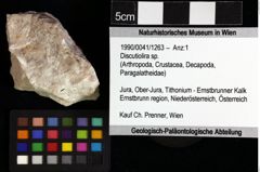 Foto (Objket + Etiketten) von Discutiolira sp. 